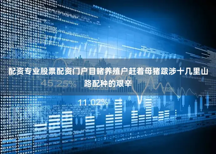 配资专业股票配资门户目睹养殖户赶着母猪跋涉十几里山路配种的艰辛